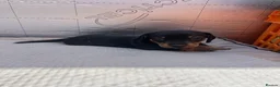 Dachshund dogs for sale: Dachshunds  - Advert 6