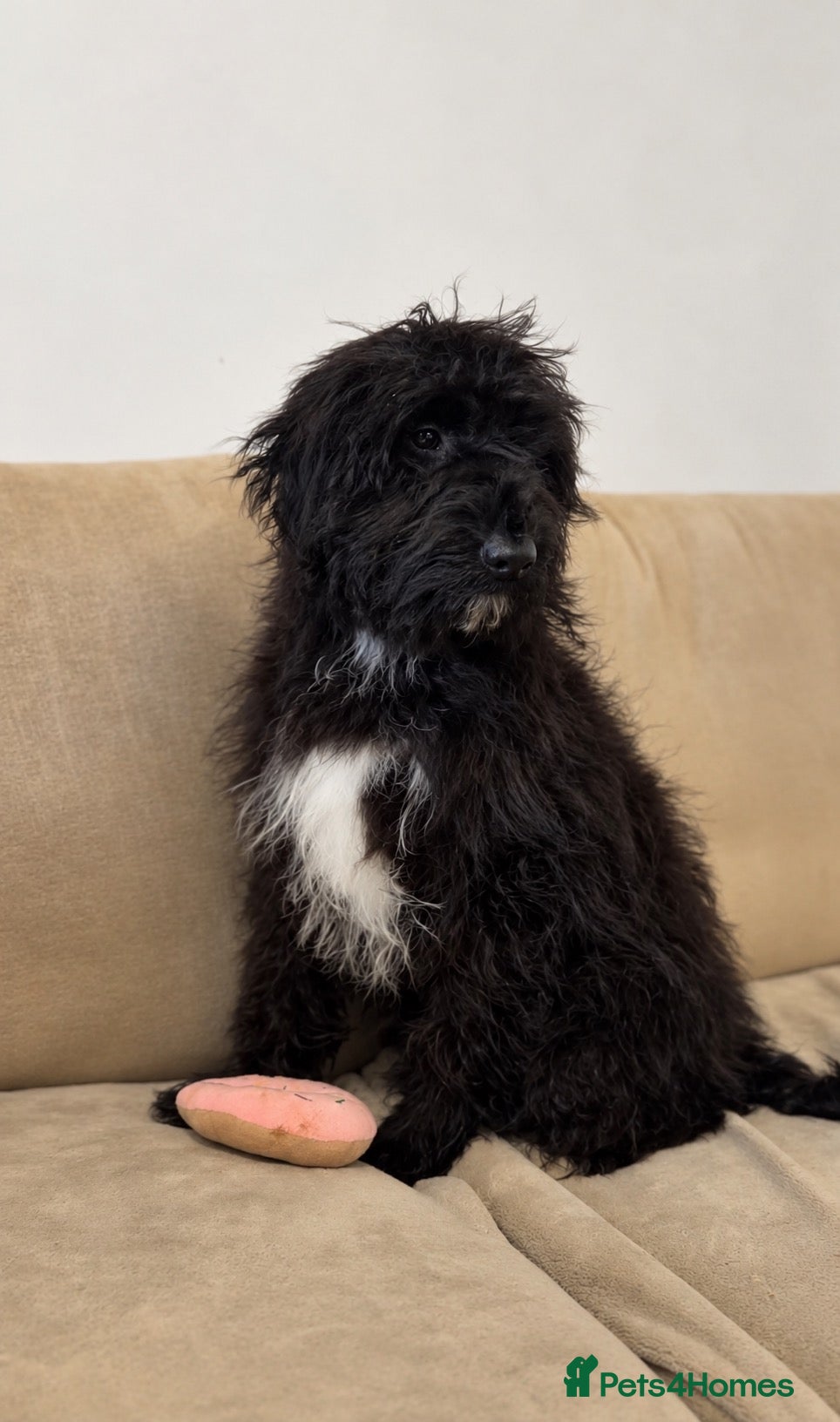 Aussiedoodle dogs Aussiedoodle F1 Health Tested KC registered parent - Advert 16