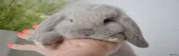 Mini Lop rabbits for sale: Beautiful pure mini lop girls  - Advert 8