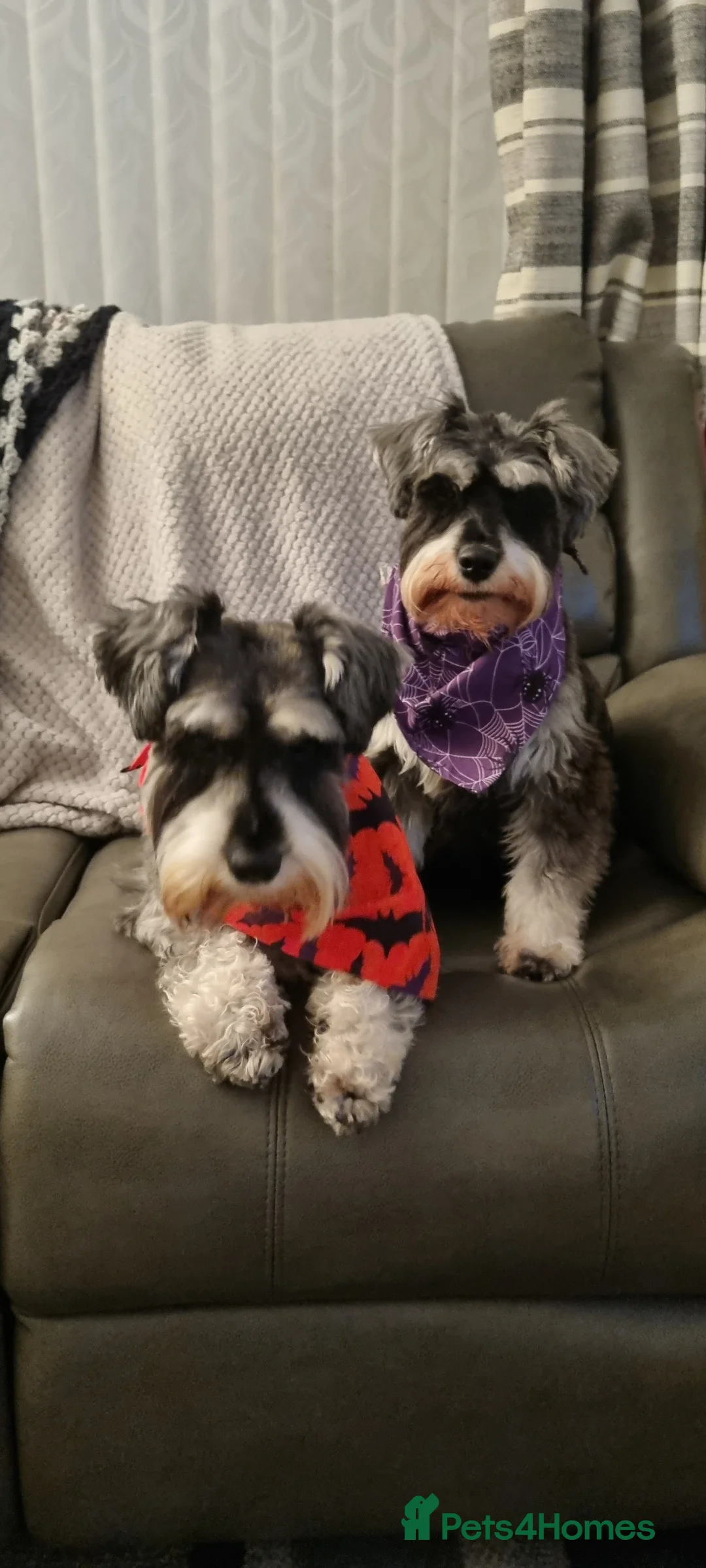 Miniature Schnauzer dogs for stud: stunning Kc registererd proven miniature schnauzer in Wolverhampton - Advert 3