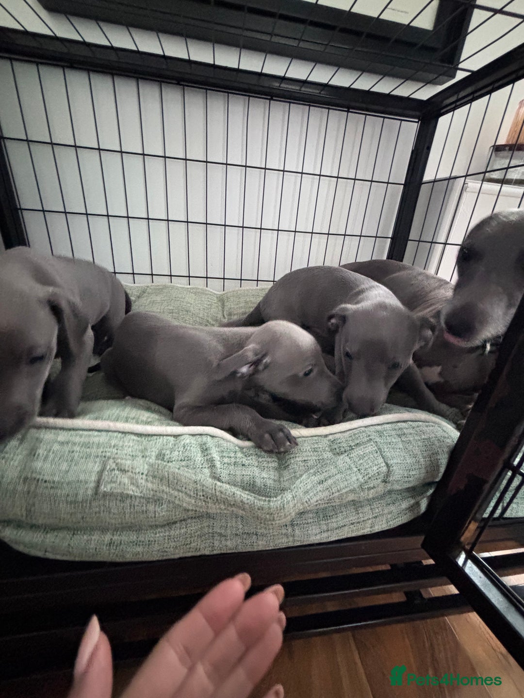 Whippet dogs for sale: Blue whippets  - Image 16