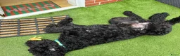 Goldendoodle dogs for sale: Winston  - Advert 5