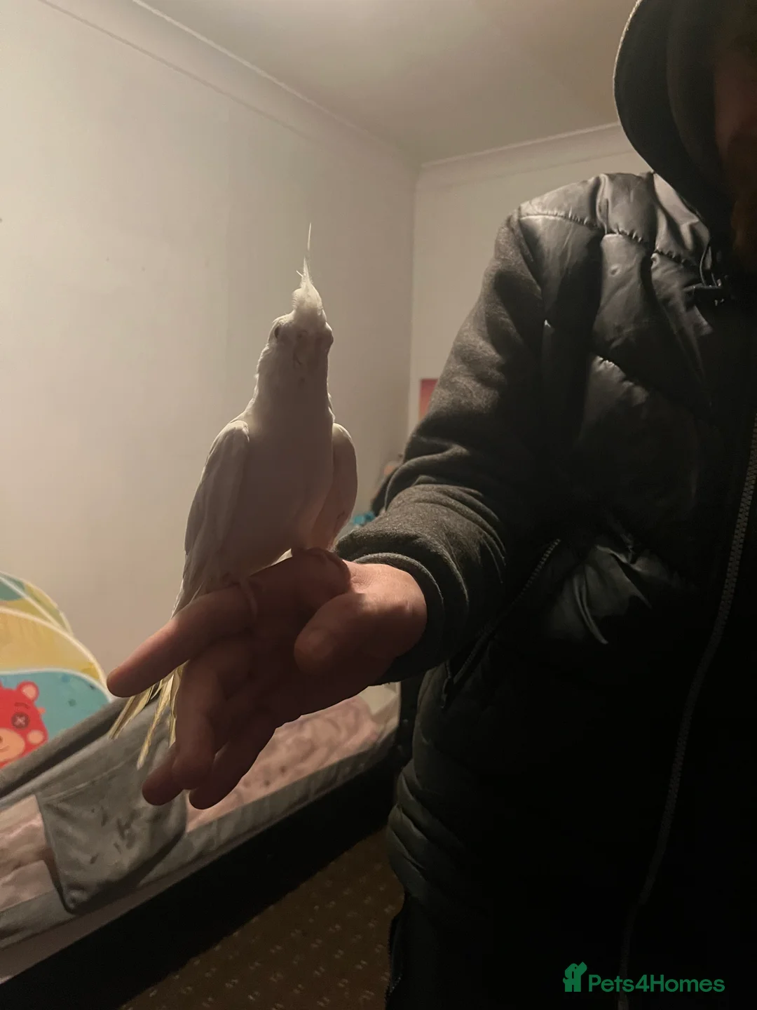 Cockatiels birds for sale: Hand tame cockatiels  - Advert 30