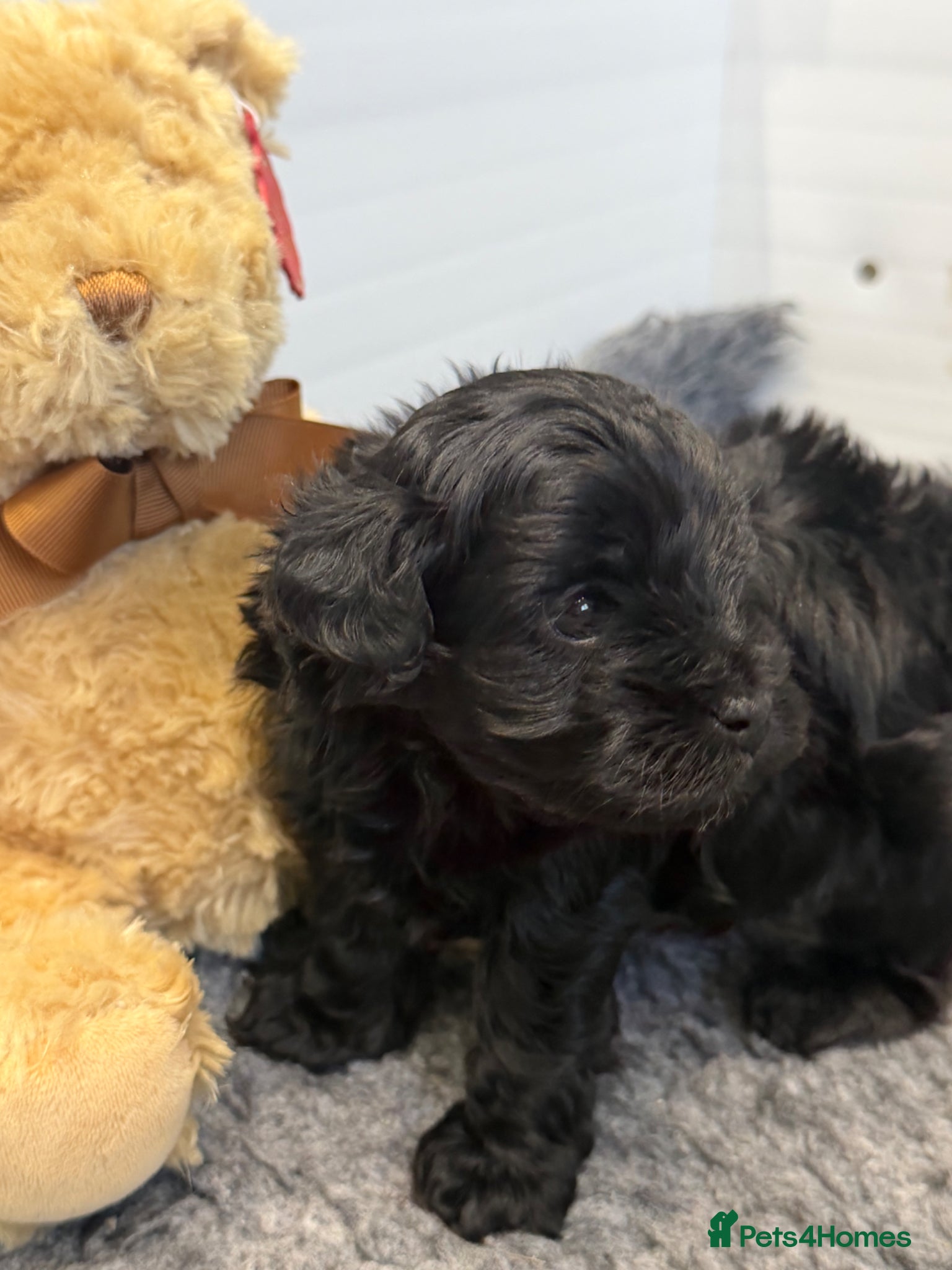 Maltipoo dogs for sale: 2 Beautiful F1 Maltipoo Puppies  - Advert 4