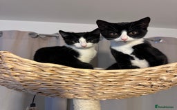 Domestic Shorthair cats for sale: 2 female Kittens - Image 2