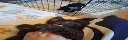 Cockapoo dogs for sale: Our Murphy in Billingham - Advert 8