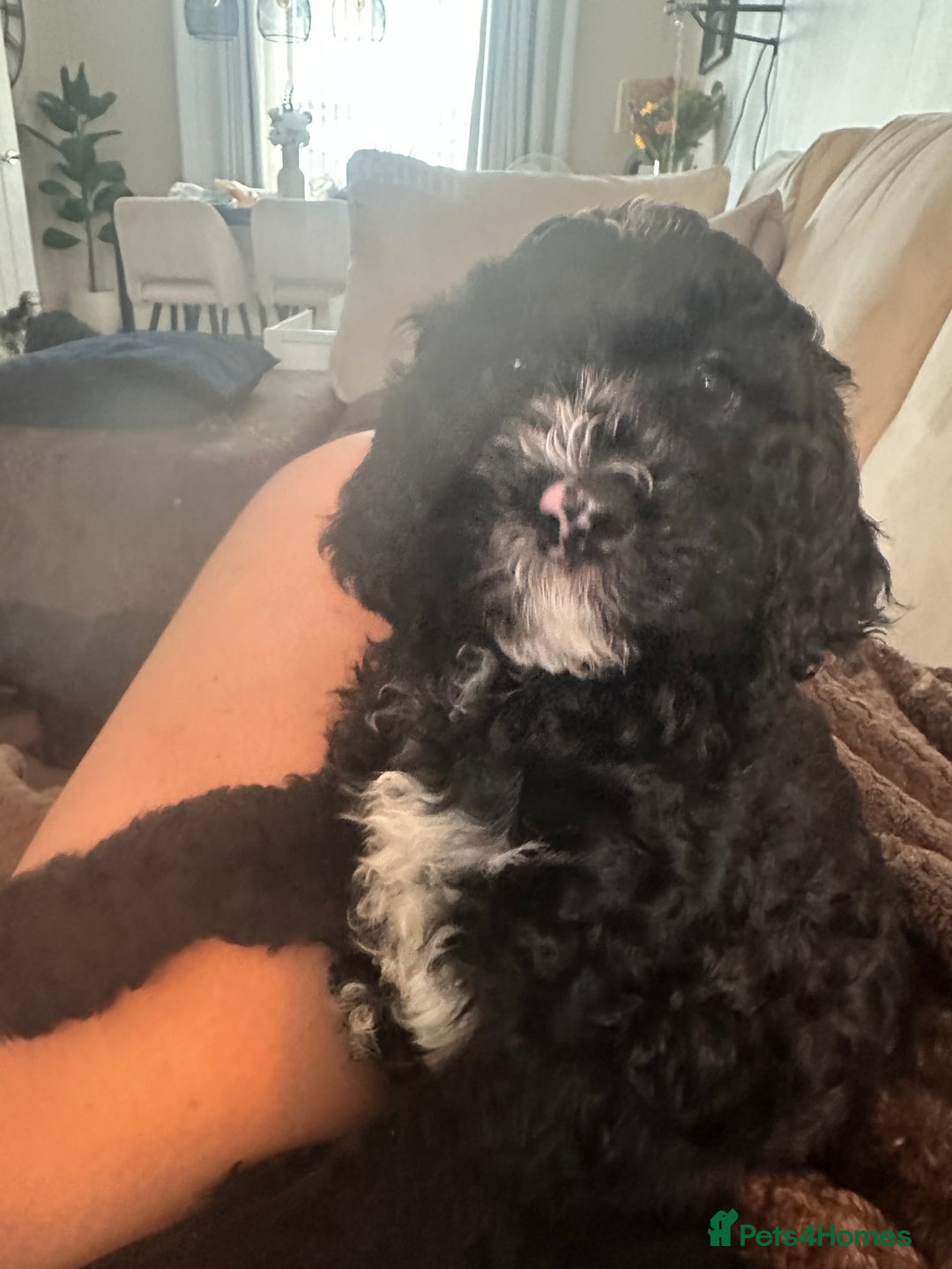 Cockapoo dogs for sale: READY NOW Beautiful cockapoos , delivery possible  - Image 2