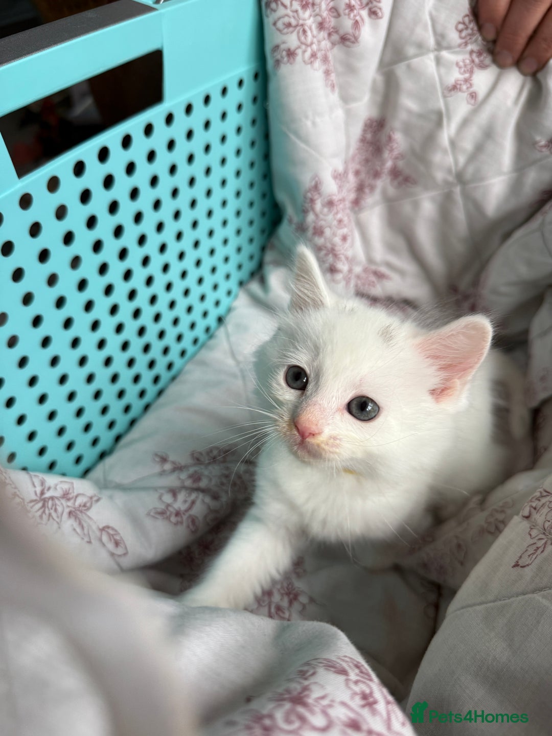 Ragdoll cats for sale: 2 left! Female Ragdoll mix kittens for sale  - Image 17