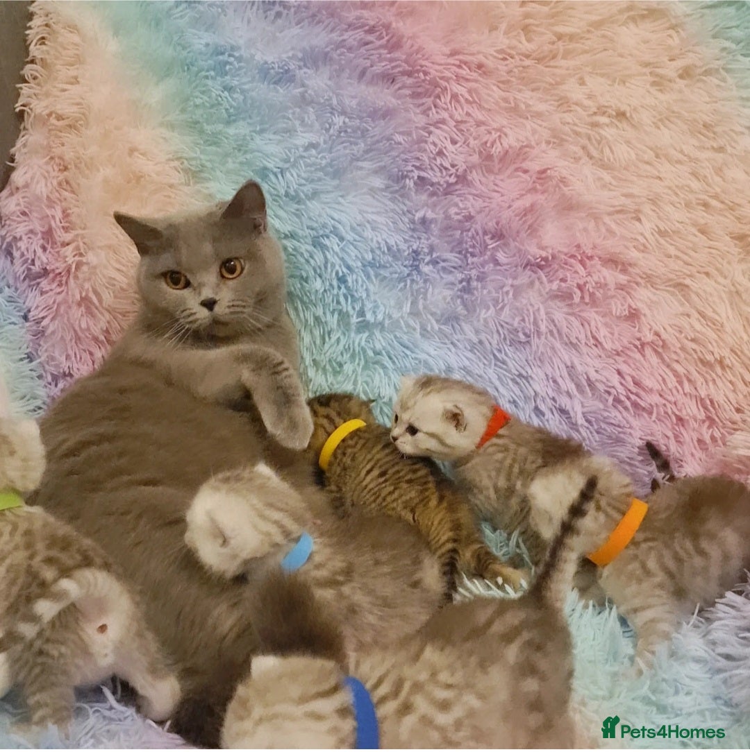British Shorthair cats for sale: 🩵💙💜Amasing British Shorthair Kittens🧡💚💙 - Advert 4