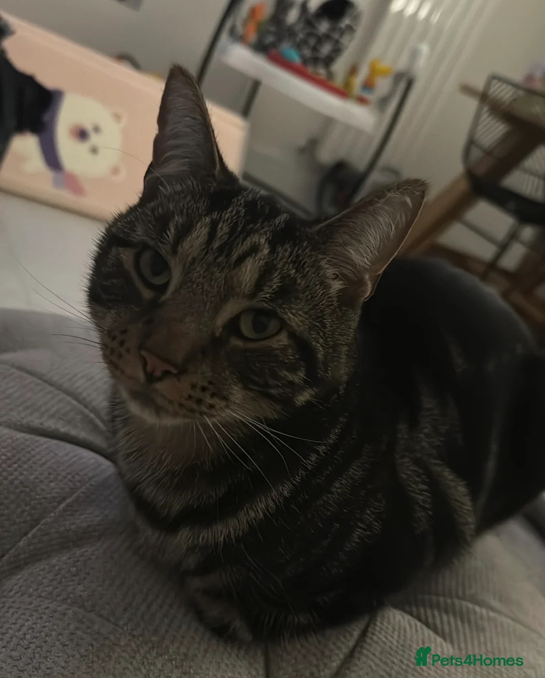 Mixed Breed cats for sale: Moggy cat / Male - Advert 2