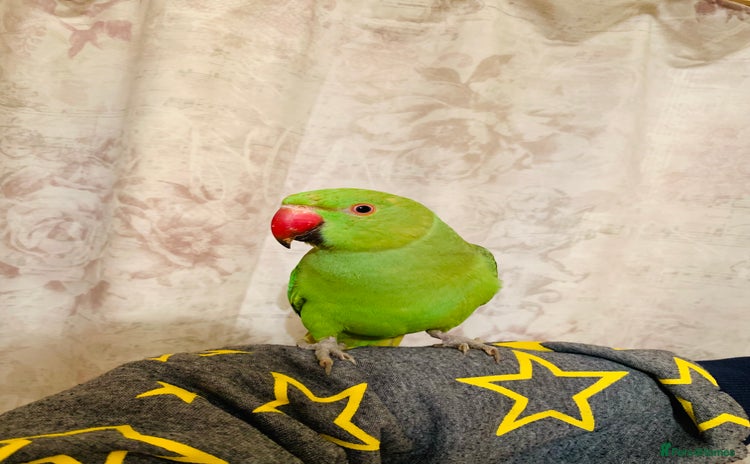 Ringnecks birds - Advert 2