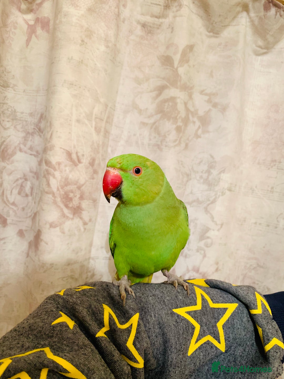 Ringnecks birds for sale: Hand Tamed/Untamed Gorgeous Ringneck for sale - Image 1