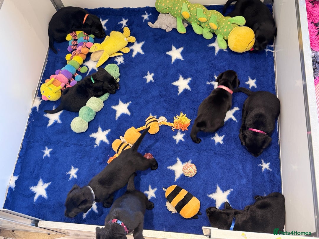 Labrador Retriever dogs for sale: Gorgeous KC Registered Labrador Retriever Puppies - Image 27