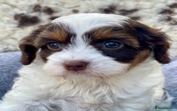 Cavapoo dogs for sale: Toy Cavapoo puppies  - Image 4