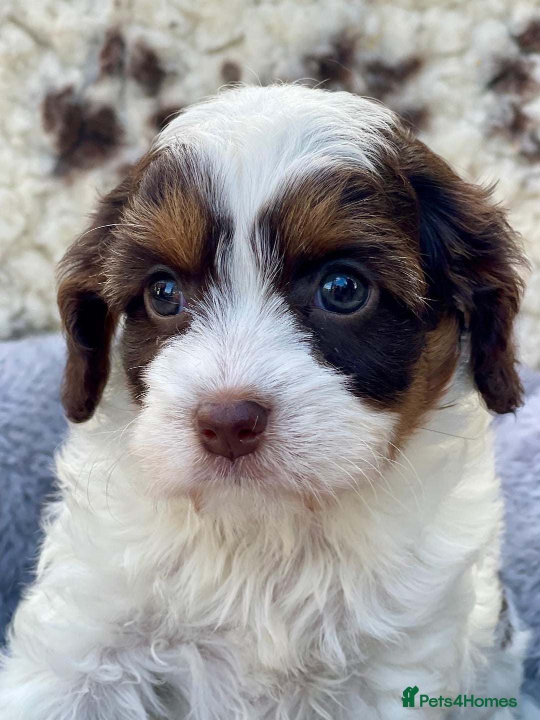 Cavapoo dogs for sale: Toy Cavapoo puppies  - Image 4