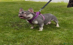 French Bulldog dogs for sale: Beautiful Quality Females Ready To Leave Soon - Image 4