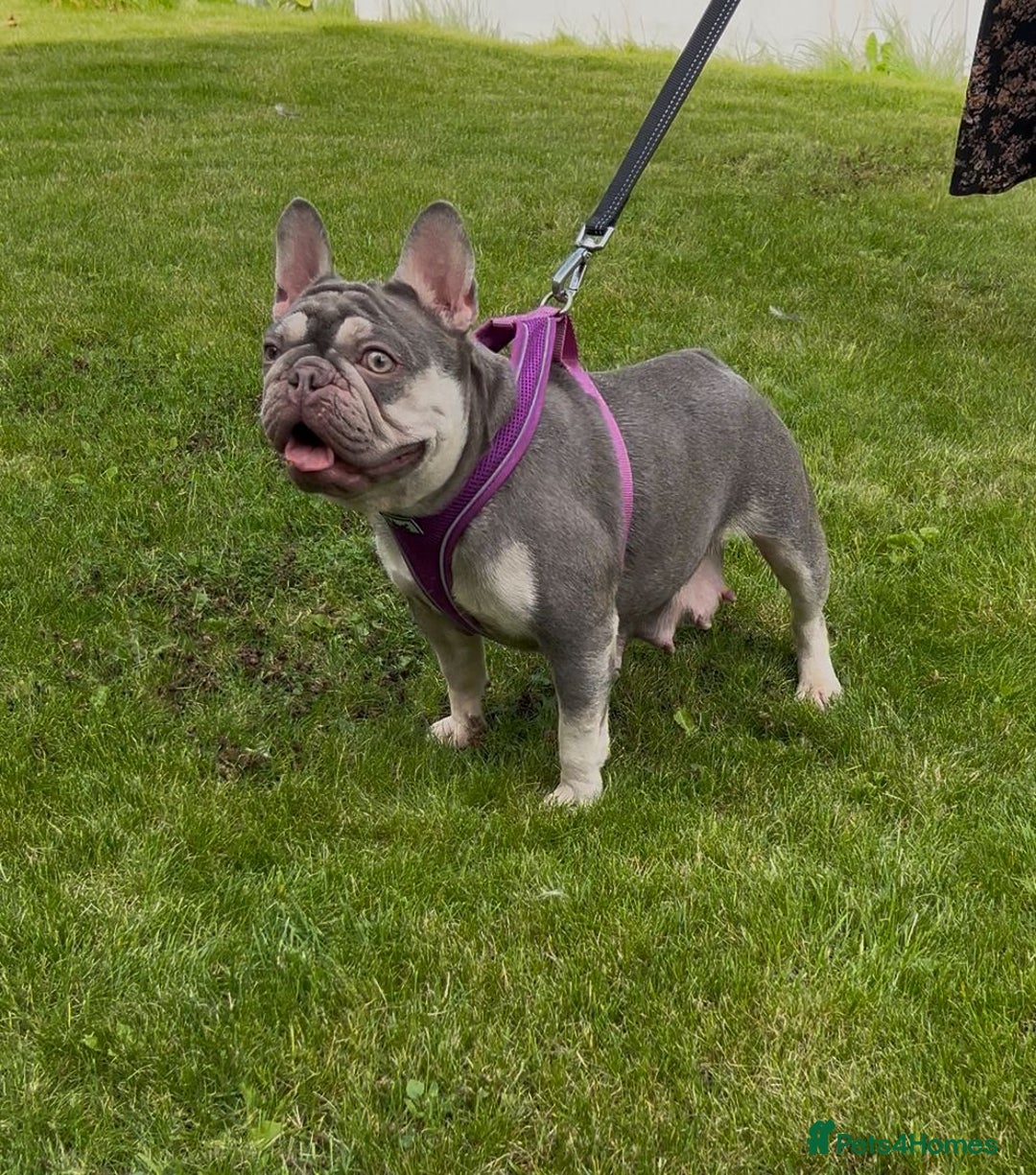 French Bulldog dogs for sale: Beautiful Quality Females Ready To Leave Soon - Image 4