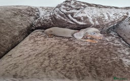 Miniature Dachshund dogs for sale: Miniature Dachshund puppies - Image 2