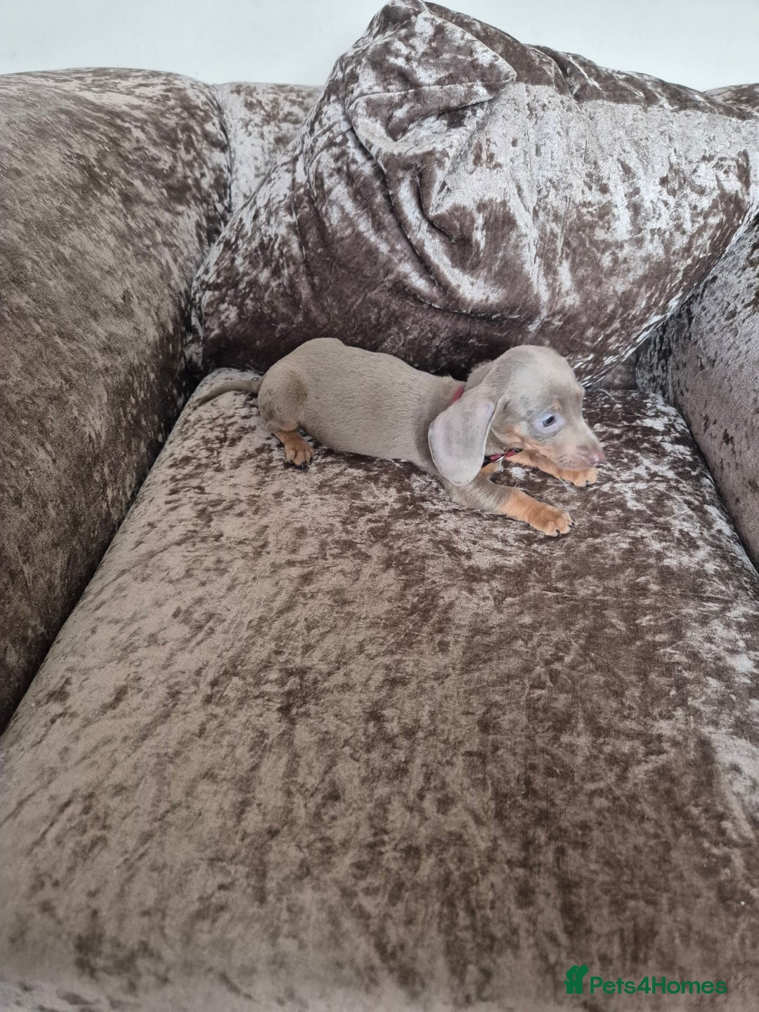 Miniature Dachshund dogs for sale: Miniature Dachshund puppies - Image 2