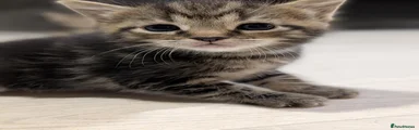 American Shorthair Tabby Boy