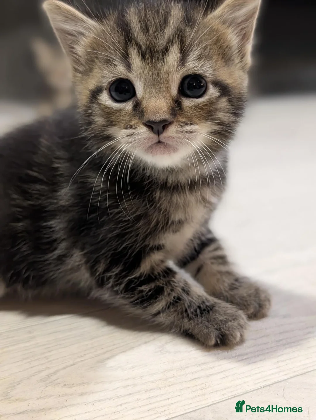 American Shorthair cats for sale: Beautiful American Shorthair Cross Kittens  - Advert 11