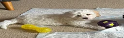 Mixed Breed dogs for sale: Last Girl Remaining - Beautiful Shihpoochon Puppy - Advert 9