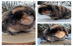 Mini Lop rabbits for sale: Mini lops  - Image 23