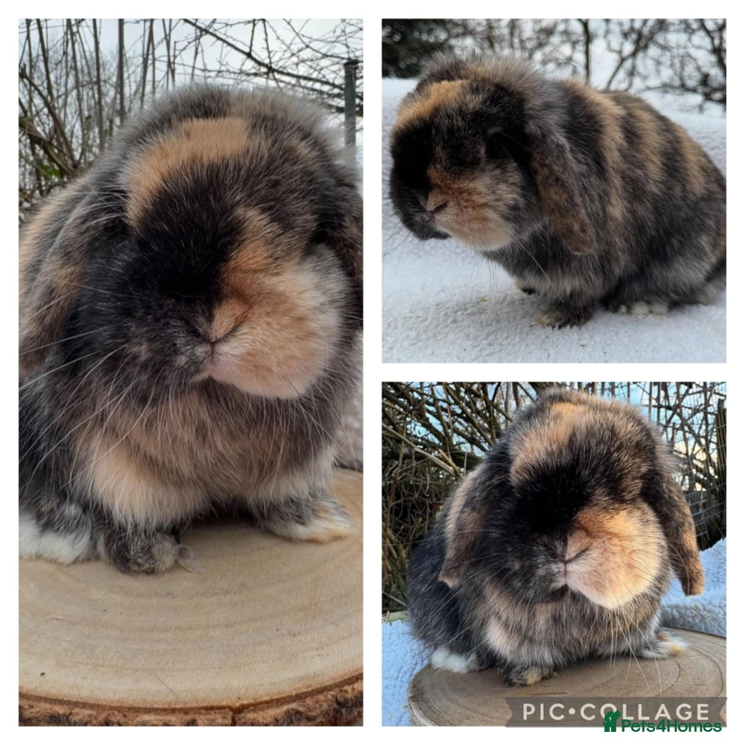 Mini Lop rabbits for sale: Mini lops  - Image 23