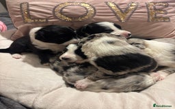 Border Collie dogs for sale: Border collie puppy’s ready to reserve  - Image 13