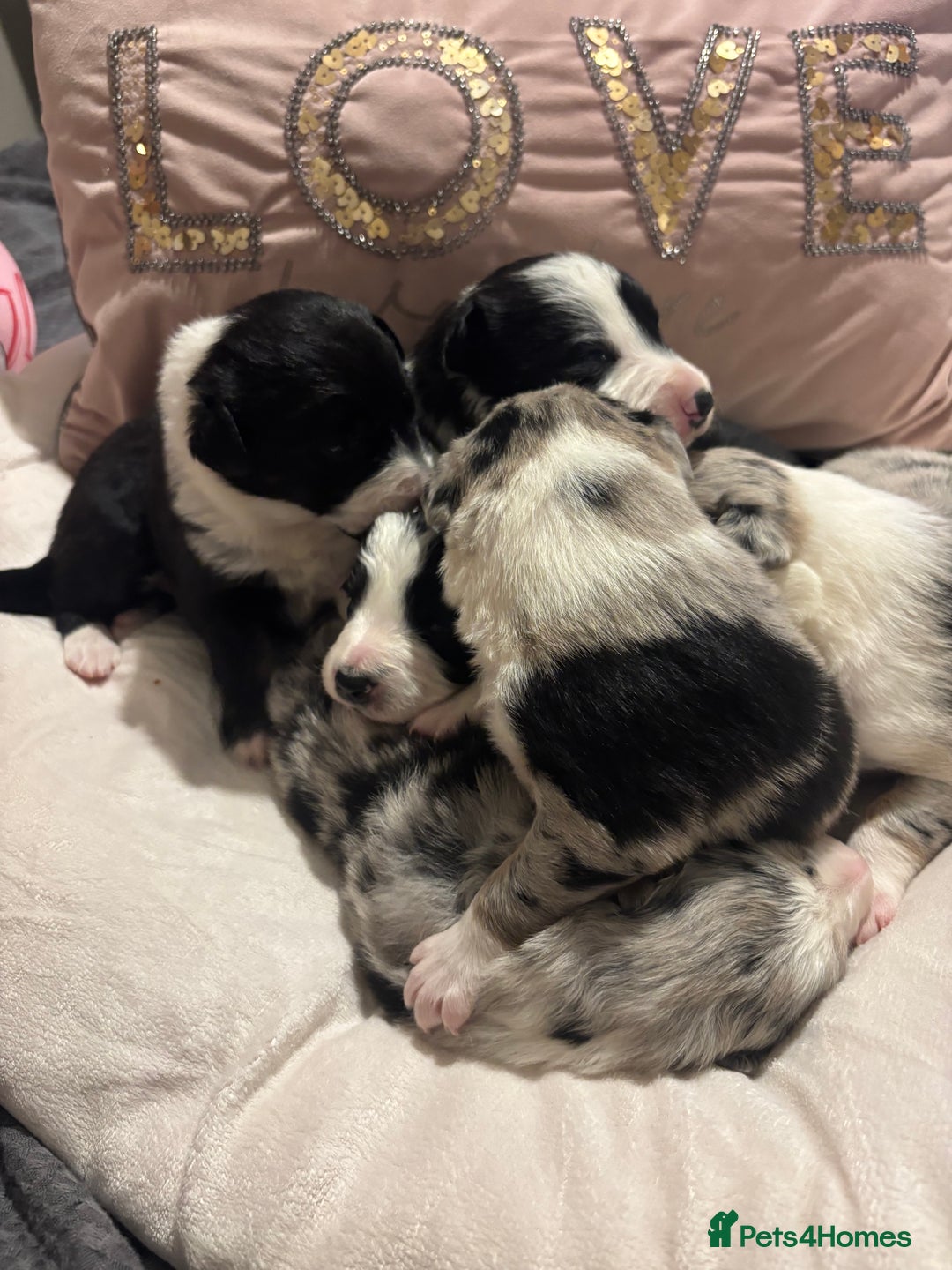 Border Collie dogs for sale: Border collie puppy’s ready to reserve  - Image 13