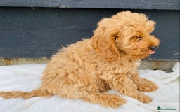Cockapoo dogs for sale: Gorgeous f1 cockerpoos - Image 7