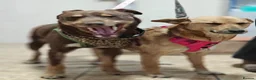 Mixed Breed dogs for adoption: 💙🐶 KAI & ❤️🐶 GERDA– LIKE IN A FAIRY TALE in Burton-on-Trent - Advert 12