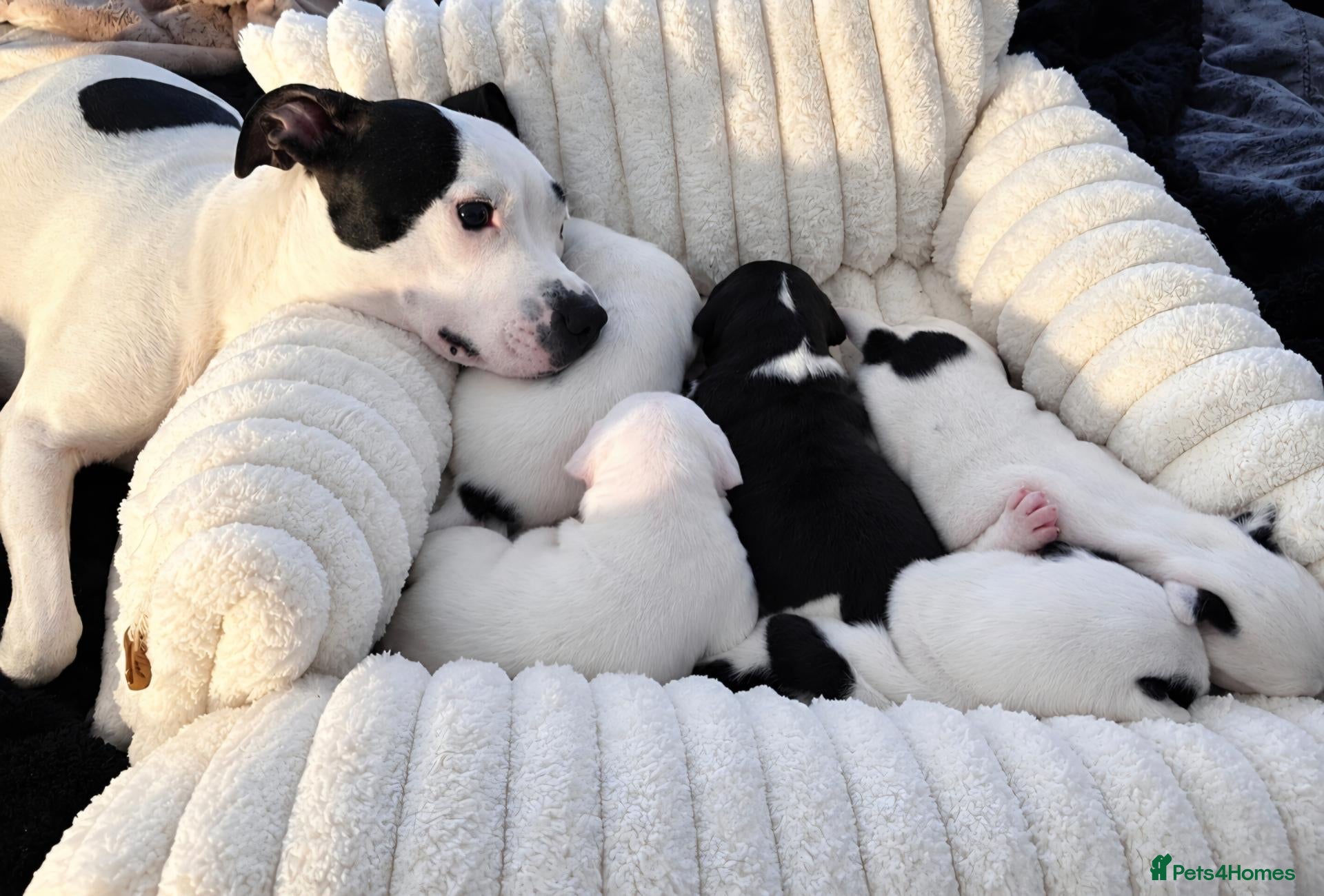 Mixed Breed dogs for sale: 5 beautiful staffy x Mastiff puppies for sale  - Advert 5