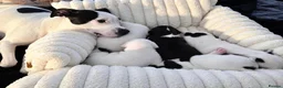 Mixed Breed dogs for sale: 5 beautiful staffy  ** tiff puppies for sale  in Maidstone - Advert 1