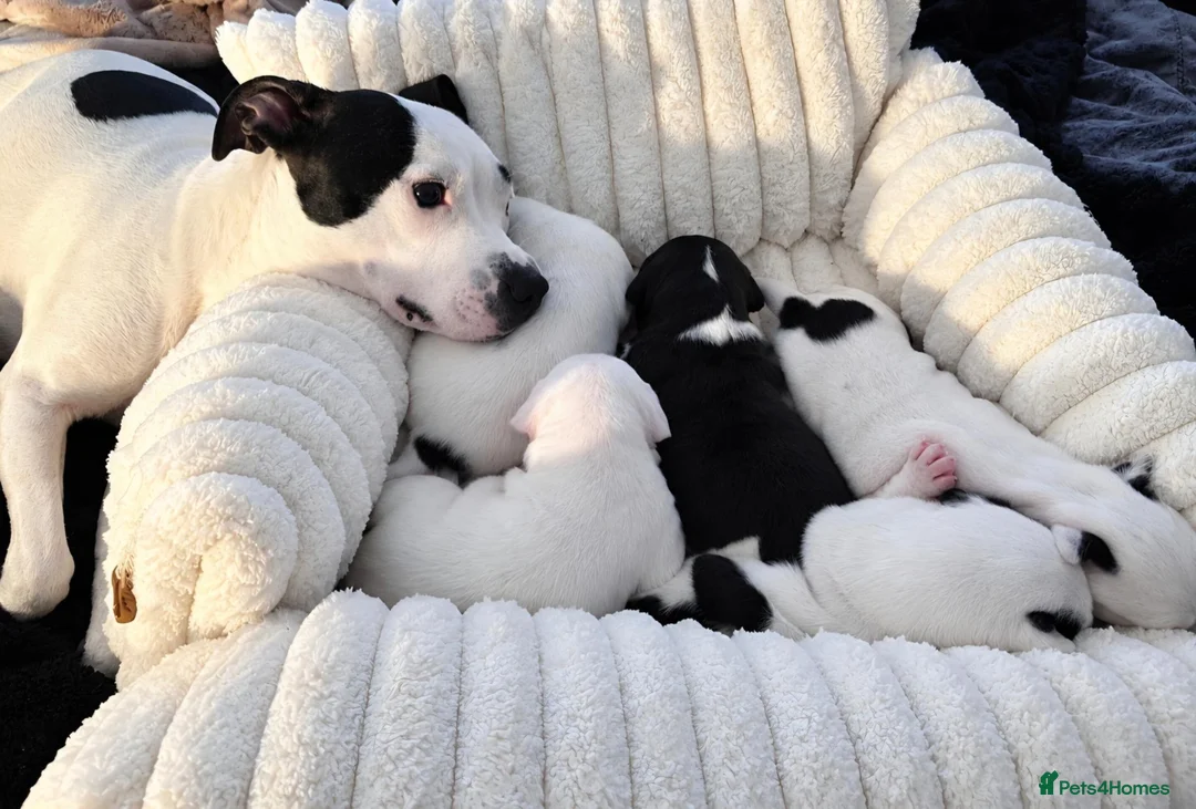 Mixed Breed dogs for sale: 5 beautiful staffy  ** tiff puppies for sale  in Maidstone - Advert 1