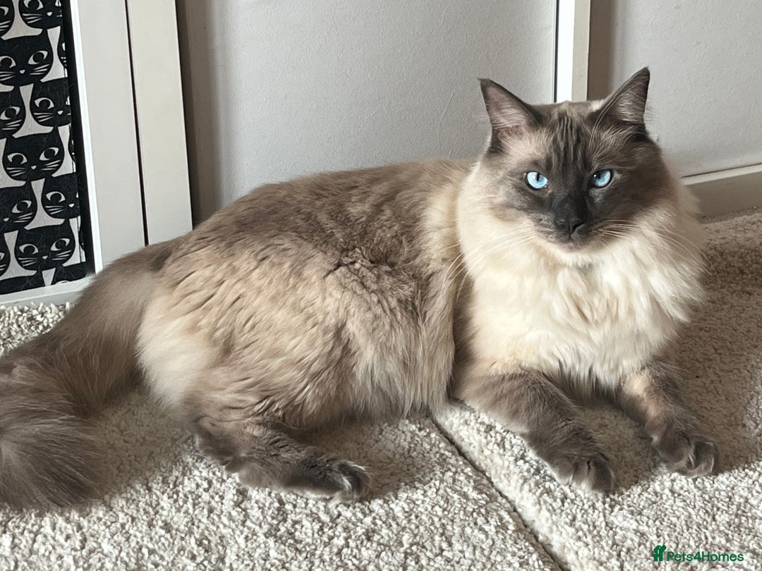 Ragdoll cats for sale: Pure boy blue point Ragdoll 14M full care plan - Image 2