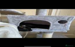 Siamese cats for sale: Gorgeous kitten boy with all accessories  - Image 2