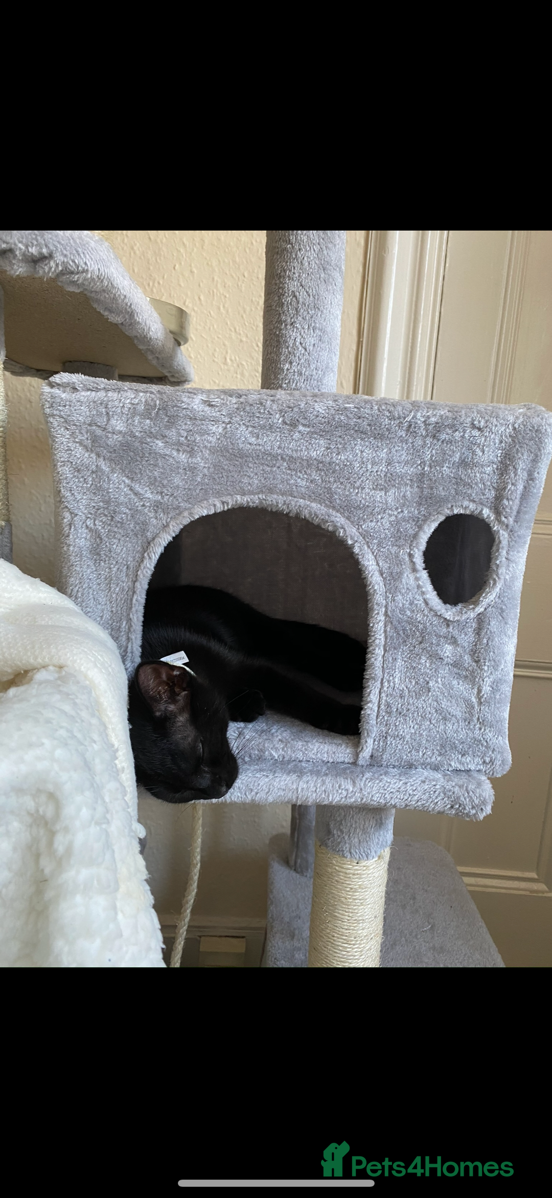 Siamese cats for sale: Gorgeous kitten boy with all accessories  - Image 2
