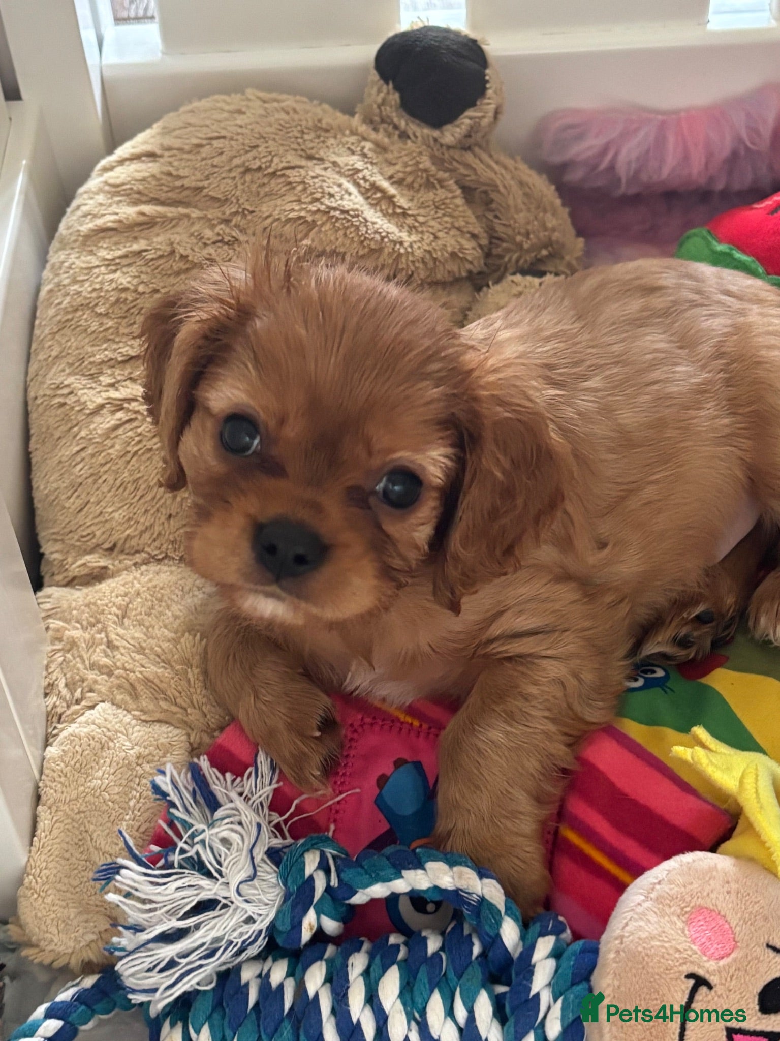 Cavalier King Charles Spaniel dogs Ruby boy puppy available  - Advert 3