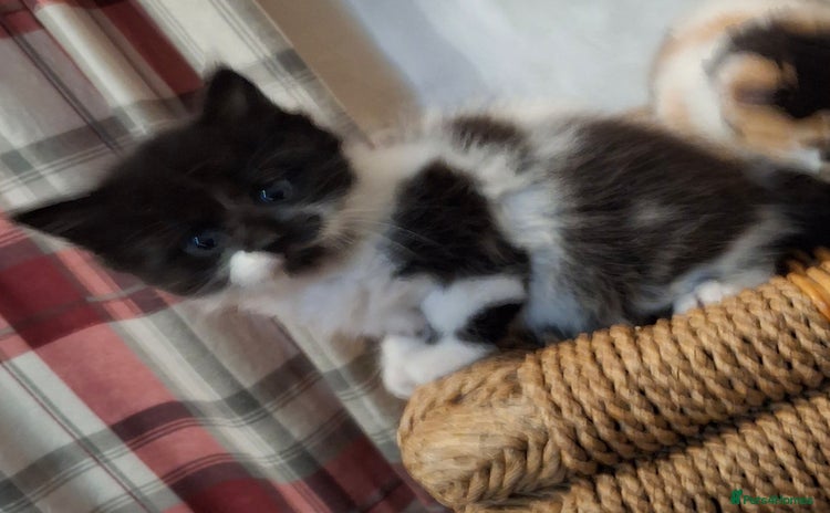 Mixed Breed cats - Advert 2