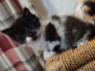 Mixed Breed cats - Advert 26