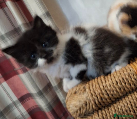 Mixed Breed cats - Advert 3