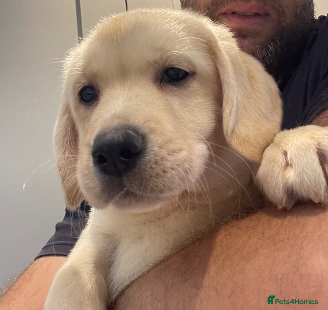 Labrador Retriever dogs for sale: 9th August - 1 Girl Left, Fully Vaccinated & Ready - Image 1