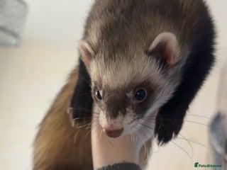 Ferret rodents for sale - Advert 1