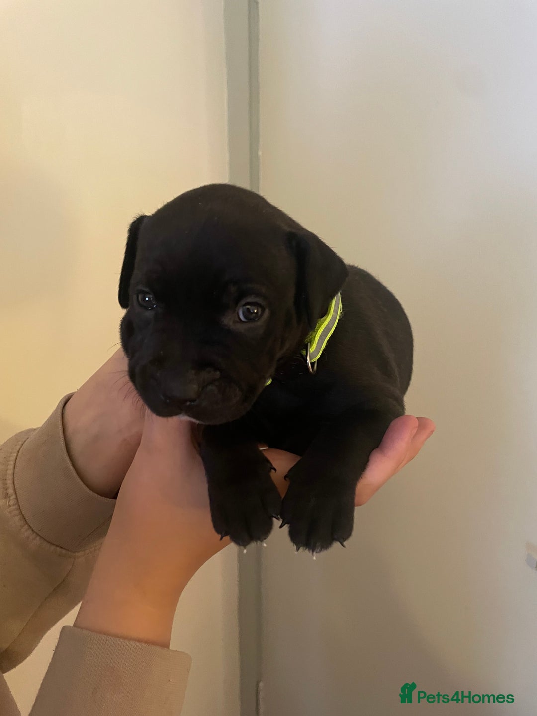 Staffordshire Bull Terrier dogs for sale: Staffordshire/American Staffordshire pups in Harrow - Image 29