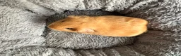 Guinea Pig rodents for sale: Guinea pig baby boy for sale  in London - Advert 3
