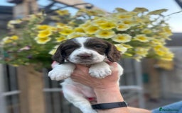 English Springer Spaniel dogs for sale: Beautiful litter of KC reg ESS - Image 9