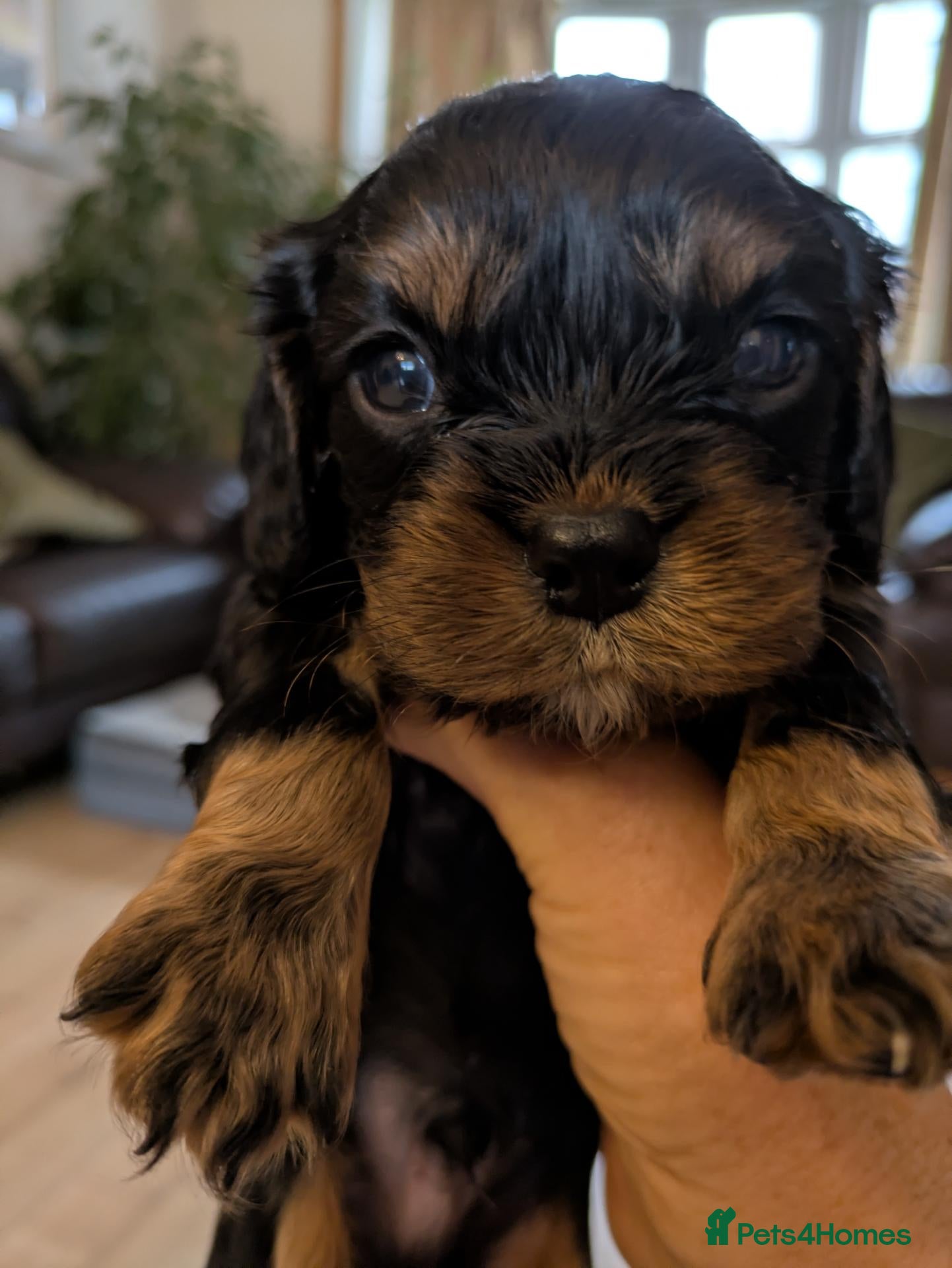 Cavalier King Charles Spaniel dogs KC reg KING CHARLES CAVALIER PUPS - Advert 8