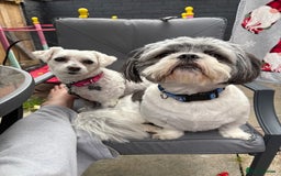 Shih Tzu dogs for sale: Teddy the shihtzu looking for good home  - Image 16