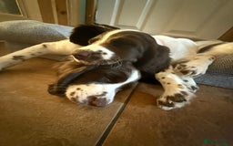 English Springer Spaniel dogs for sale: English springer spaniel puppies  - Image 17